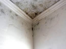 Best Mold Prevention Services in Cambria, IL